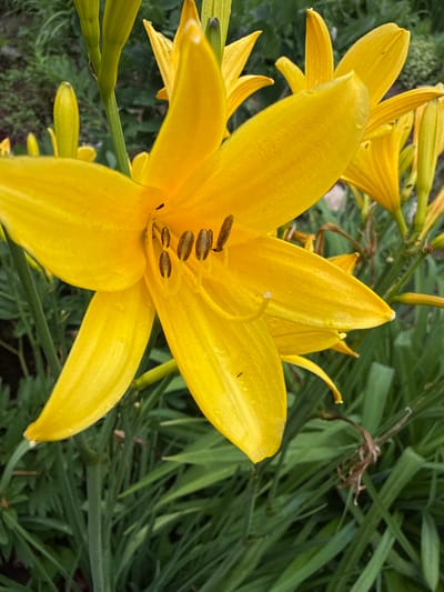 A close-up, eye-level, vertical shot captures a bright yellow lily in full bloom, its petals unfurled. The lily's stamen, topped with dark brown anthers, are prominently visible at its center. Surrounding the main flower are other buds and blooms of the same yellow hue, along with green stalks and foliage. The background consists of a soft blur of green, suggesting a garden or natural setting. The image appears to be taken outdoors, likely during daylight hours, given the brightness and natural lighting. No people are present in the image. The location is Yakshur-Bod'ya, Russia, a rural settlement.
