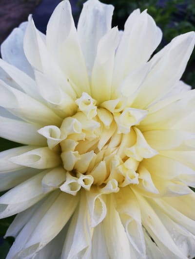 A close-up, overhead view of a pale yellow dahlia flower in bloom. The petals are layered and tightly packed, with some appearing more tightly curled or tubular than others, especially towards the center of the flower. There are tiny water droplets visible on the edges and surfaces of the petals, suggesting dew or recent watering. The background is a dark, out-of-focus blur, with hints of green foliage and a dark purple or brown area. The location in Новапагосцкі сельскі Савет, Belarus, indicates this flower is likely in a garden or natural setting within that rural administrative division.