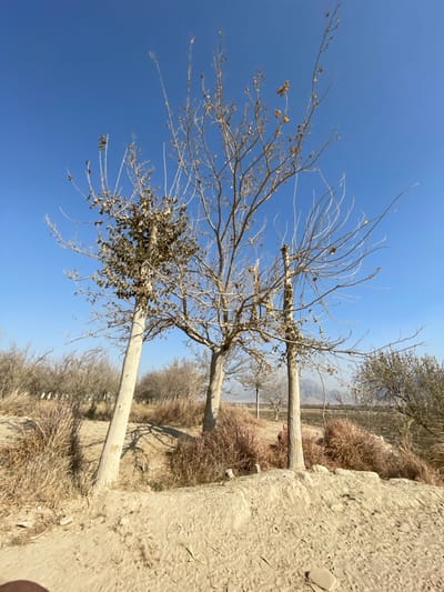 A row of leafless trees with bare branches stretches into the distance under a clear blue sky. A few dried leaves cling to the lower branches of the closest tree. Dry, brown grass and earth form the ground cover, with a rough, sandy bank prominent on the right side. The perspective suggests a low angle, looking upwards through the trees. The landscape evokes a sense of aridness and dormancy.