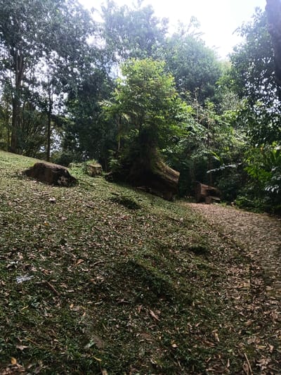 A grassy hillside dotted with fallen leaves slopes gently downwards towards a cobblestone path. Trees of various heights and densities form a backdrop, some with large exposed roots or fallen trunks. A few rocks and chunks of wood are scattered across the hillside, adding to the natural feel of the scene. The light suggests an overcast day.