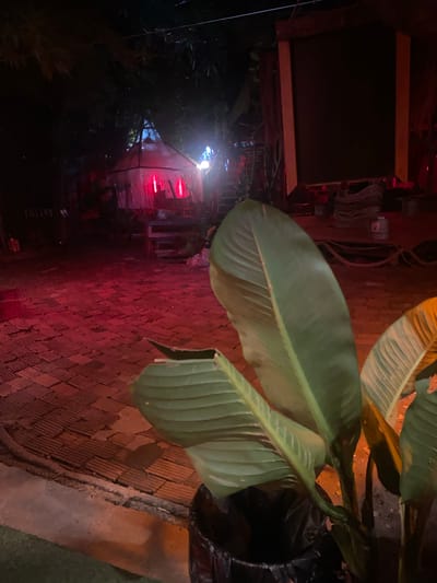 The image depicts an outdoor scene in Baan Don Sai, Thailand, at night. A brick walkway leads towards a building illuminated by a bright white light and accented with red lights. Large, green leaves of a plant are prominent in the foreground, partially obscuring the view of the walkway and building. The overall lighting is dim, with the artificial lights providing the main sources of illumination. The scene evokes a sense of quiet night ambiance.