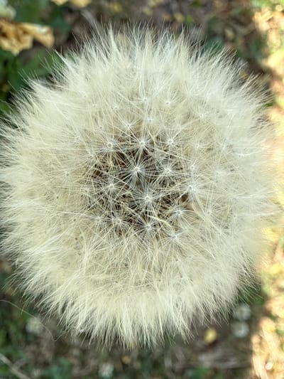 An extreme close-up, overhead view of a dandelion seed head, also known as a pappus. The seed head is round and fluffy, composed of numerous white, feathery seeds radiating outwards from a central point. The background is a blur of natural greens and browns, suggesting an outdoor environment. The lighting is natural, with some areas brighter than others, indicating it may be taken on a sunny day. No people or specific structures are visible. The image captures a natural scene, likely in the rural area surrounding Yakushyntsi, Ukraine, given the context provided.