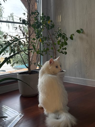 A fluffy white cat with blue eyes sits on a polished wooden floor in front of a large window. The cat is facing away from the camera, looking to its left. Behind the cat are two potted plants. The window offers a view of trees and what appears to be a body of water. The wall behind the plants has a wood-paneled texture. The lighting suggests it is daytime. The location of Burdyata, Russia, is not discernable from the image.
