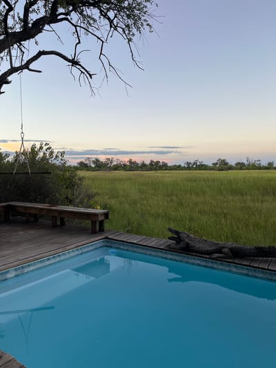 The image depicts a scene in Khwai, Botswana, at dusk or dawn. A swimming pool occupies the right side of the frame, reflecting the sky. A decorative, life-size crocodile figure rests on the pool's wooden deck. Beyond the deck, a grassy field stretches towards the horizon, bordered by trees. A wooden bench sits on the deck, near the pool's edge. To the left, a skeletal tree branch reaches into the sky. The sky transitions from a pale blue to a soft yellow-orange hue.