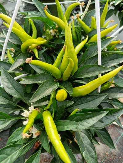 A close-up, overhead view captures a cluster of bright green, elongated chili peppers growing on a plant. The peppers vary in their degree of maturity, with some appearing fully formed and others still developing. The plant's dark green leaves provide a lush backdrop, and a few delicate white flowers are visible among the foliage, indicating the plant is in bloom. The peppers are supported by white, thin stakes, suggesting they are being cultivated in a greenhouse or a controlled environment. The background is softly blurred, hinting at a wider setting that includes some grey ground cover. The image does not contain any people or animals.