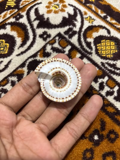 A person's open hand, with light brown skin, gently cradles a decorative seashell. The seashell is a flat, circular object with a striking pattern: a white base adorned with intricate concentric rings of small brown spots and lines that form a clear spiral towards its dark center. A small chip is visible along one edge of the shell.
The background is an intricately patterned rug or mat, featuring a design with swirls, crescent-like shapes, and abstract floral or geometric motifs. The colors of the rug are primarily dark brown, white, and golden yellow, suggesting a traditional aesthetic. The texture of the rug appears soft and plush.
The image is well-lit, providing clear details of the hand, the seashell, and the background pattern. The activity depicted is simply the holding of the seashell. The setting is indoors in Mideuenjok, Indonesia. There is no visible text in the image.
