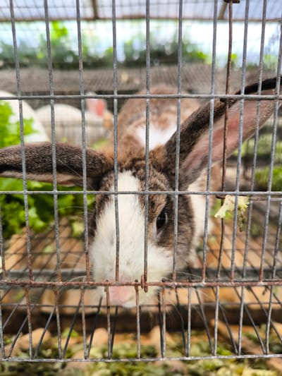 A medium, eye-level shot depicts a brown and white rabbit confined in a wire cage. The cage appears to be in a weathered condition, with rust visible on some of the wires. The rabbit's ears are erect and it's looking directly at the camera, its nose close to the cage wires. Green lettuce is visible within the cage behind the rabbit. The background is blurry, showing other cages, foliage, and a roof, suggesting a location in a possible agricultural setting or animal market, possibly located in Candikuning, Indonesia.