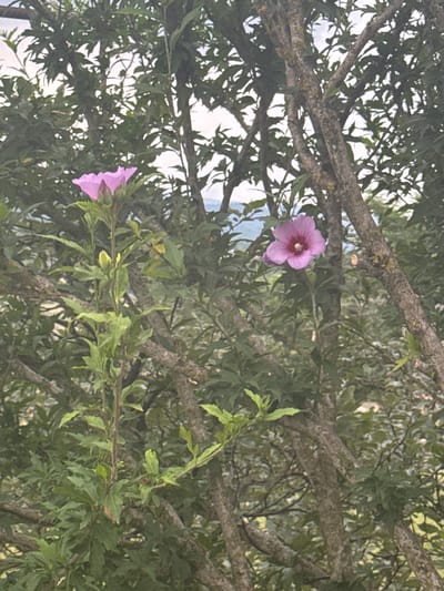 The image captures a close-up view of two pink hibiscus flowers amidst the branches of a tree. The flowers are in bloom, with one fully open on the right and another partially open on the left, supported by a green stem with leaves. The tree's bark is rough and grey, with branches crisscrossing the frame. The background consists of a lush green canopy of leaves and a hazy sky. There are no people or animals visible in the image. The scene appears to be a natural outdoor setting, possibly a garden or a park, within the city of Aragvispiri, Georgia.