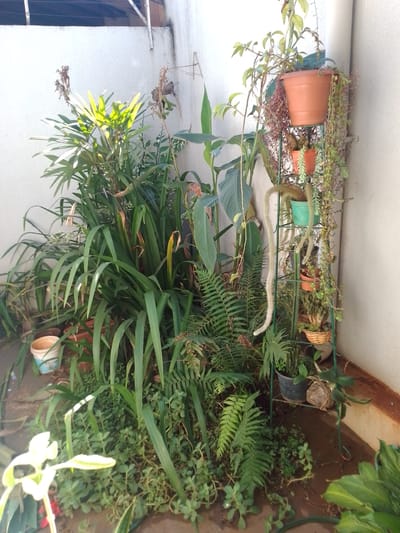 The scene depicts an outdoor corner in Campo Grande, Brazil, formed by two intersecting light-colored, textured stucco walls. The ground consists of exposed soil, which appears damp in various sections, interspersed with loose debris. A white and blue plastic bucket is positioned on the ground in the lower left quadrant.

The area is densely populated with a diverse collection of foliage plants. Prominently featured are tall plants with bright green, fan-shaped leaves in the upper left, receiving direct sunlight. Numerous plants with long, strap-like leaves occupy the mid-ground, some exhibiting brown tips. Large-leafed tropical plants are visible in the left and central areas, along with various ferns particularly in the lower-center. A low-growing, small-leafed ground cover spreads across the soil.

On the right side of the frame, a multi-tiered green metal plant stand holds several potted plants. The top tier supports a large terracotta pot containing a bushy, trailing plant. Below this, a smaller orange terracotta pot holds a trailing succulent. Two distinct pots on the stand feature long, pendulous, furry cacti, identifiable as 'Monkey Tail' cacti (*Hildewintera colademononis*). Additional pots on lower tiers contain a variety of cacti and succulents, with one plant placed within a woven basket. A segment of a green garden hose lies on the ground in the lower right.

The environment is illuminated by bright natural light, creating distinct highlights on the foliage. No human or animal subjects are present, and no specific actions are occurring.