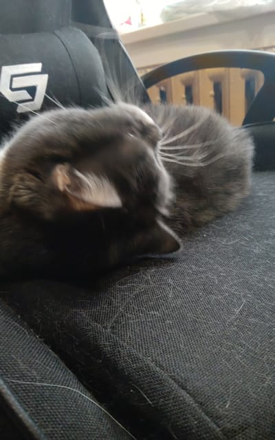 A grey cat is sleeping on a black fabric surface, likely a chair. The cat is curled up with its head resting on its paws. The fabric is covered in cat hair. In the background, a black chair with a white logo is visible, along with part of a wooden desk and some items on it. The scene appears to be indoors, possibly in a home or office. There is no indication of the location in Zheleznogorsk-Ilimsky, Russia.