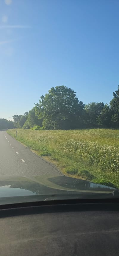The image captures a view from inside a vehicle, looking out towards a rural landscape. A paved road with white dashed lines runs along the left side of the frame, curving slightly into the distance. Adjacent to the road is a field of tall, dry grass with scattered white wildflowers. Behind the field, a dense line of trees forms a natural boundary, with a particularly large, leafy tree dominating the center-right portion of the frame. The sky is a clear, bright blue with a hint of haziness or lens flare in the upper left corner. The reflection of the sky and surrounding environment is visible on the vehicle's dashboard in the foreground. The scene is set in Kersalu, Estonia, suggesting a roadside view in a tranquil, natural setting.