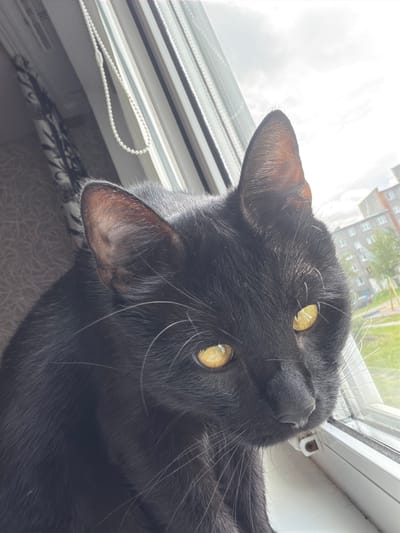 A black cat with striking yellow eyes is lying on a windowsill, its head tilted and facing the camera. The cat's fur appears sleek and dark, with prominent whiskers. It is positioned on what looks like a cushioned surface with a patterned fabric. Behind the cat, a window reveals an outdoor scene. Buildings, possibly apartment blocks, are visible in the distance, and there is greenery suggesting a temperate climate. The sky appears bright, indicating daylight, and potentially overcast or hazy conditions. The window itself has a white frame and a beaded pull cord for blinds. The perspective of the photo is unusual, as if taken from below the cat, emphasizing its position on the sill. There is no visible text in the image. The overall impression is a candid shot of a domestic cat enjoying a moment by the window, with a glimpse of an urban environment outside.