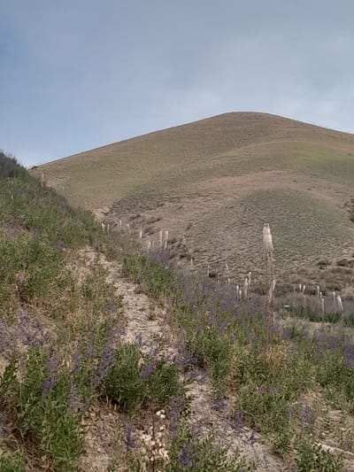 The image depicts a natural landscape with rolling hills and vegetation. The foreground is dominated by a slope covered with green plants and clusters of small purple flowers. A dirt path or trail winds its way up the slope. Further back, the hillside transitions to dry, brown grass. In the mid-ground, several tall, slender, pale structures, possibly dried stalks of plants or fence posts, are scattered across the terrain. The background features a smooth, grassy hill under a clear, pale blue sky. The scene appears to be a natural, undeveloped area, consistent with the outskirts of a rural settlement like Кыргыз-Каба, Kyrgyzstan. There are no people or animals visible in the frame. The overall impression is one of a serene, somewhat arid natural environment.
