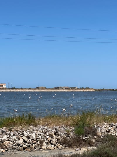 The image shows a body of water with several white birds in it, possibly flamingos, given the hints of pink and their characteristic shape. The water appears to be a salt flat or shallow lagoon, as suggested by the rocky embankment and sparse vegetation along the shore. Several buildings and industrial structures are visible in the distance along the waterline, indicating a partially developed or industrial area. Three power lines are prominent in the clear blue sky on the left side of the frame. The scene is bathed in bright sunlight, suggesting it is daytime, likely a clear and warm day. The overall setting seems to be a coastal or wetland area. There is no visible text in the image.