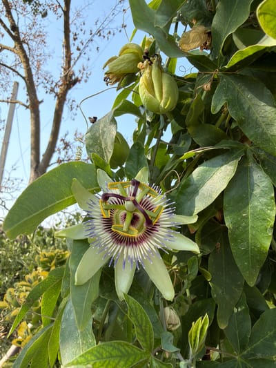 A close-up, eye-level shot shows a passionflower in bloom, set against a backdrop of trees and a clear blue sky, suggesting a location in Balakən, Azerbaijan. The flower, with its intricate corona of purple and white filaments and yellow anthers, is positioned in the lower center of the frame. The petals are a pale green, and several immature, light-green passionfruit pods are visible above the flower. The surrounding foliage is lush and green, with some drier, brown leaves also present. The sunlight casts dappled shadows across the leaves. In the upper left quadrant, the rough bark of a tree and thinner branches are silhouetted against the sky, along with a utility pole. The scene is natural and outdoors, likely in a garden or park setting.
