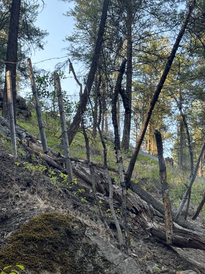 This image depicts a forested slope in East Central Okanagan Electoral Area, Canada, characterized by a post-fire landscape. Several wooden posts, some charred and weathered, are erected along the slope, supporting strands of barbed wire. These posts appear to form part of a fence or boundary. The ground is covered with fallen logs, some of which show signs of burning. Vegetation, including young green shoots and moss, is emerging amidst the debris, indicating ecological recovery. The background consists of a dense forest with tall coniferous trees and a clear sky. The overall scene conveys a sense of resilience and regrowth in a post-disturbance environment.