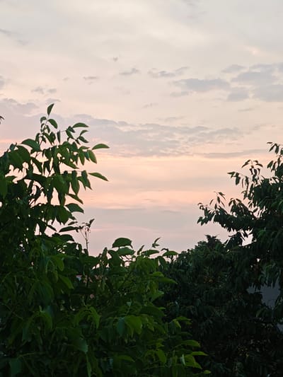 The image depicts a sky at dusk with soft pink and pale orange hues, interspersed with scattered white and gray clouds. The lower portion of the frame is dominated by the dark green foliage of trees. On the left side, a cluster of bright green leaves and branches frames the sky, extending inward from the left edge. On the right, a denser mass of dark green leaves and branches similarly encloses the sky from the right. Within this foliage, a few small, yellowish or light brown fruits are visible, clustered on some branches. In the far background, barely discernible through the leaves on the right, is a hint of a reddish-brown roof, suggesting a residential structure. The scene is a natural outdoor environment, possibly a garden or park within Bautzen, Germany, at twilight. There are no people or visible actions taking place in the image.