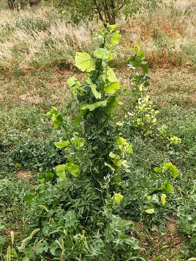A tall, leafy green plant stands prominently in the foreground of a naturalistic outdoor setting. The plant's leaves are large and have a vibrant green color, with some appearing lighter due to the angle of the sun. It is surrounded by a variety of other green foliage and grasses. In the background, there is a dried, grassy area with some scattered trees and shrubs, suggesting a slightly arid environment. The overall scene depicts a wild or semi-wild landscape, possibly a park or undeveloped area within the city of Gvardeyskiy, Kazakhstan. There are no people or man-made objects visible in the image.