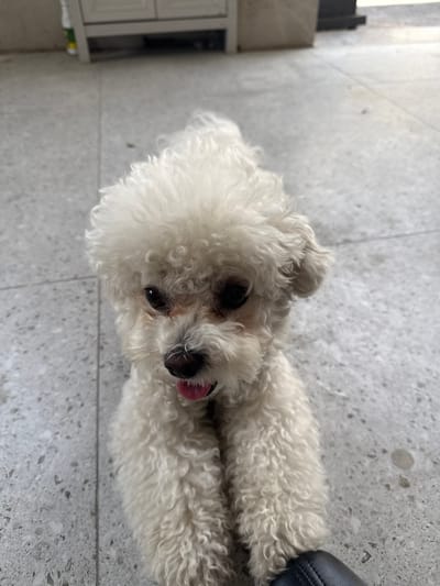 A white, fluffy dog, resembling a Bichon Frise or Poodle, is captured lying on a light gray, speckled tiled floor. The dog is positioned with its head tilted upwards, looking directly at the camera with dark, expressive eyes, and its small pink tongue slightly extended. The setting is indoors, with a white cabinet or piece of furniture visible on the far left of the frame. A dark, indistinct object, possibly a shoe or part of another piece of furniture, can be seen on the upper right. The lighting suggests it is daytime. The dog's gaze and slightly visible tongue suggest a moment of curiosity or mild exertion. There is no visible text in the image. The scene is located in Songjiang District, China.