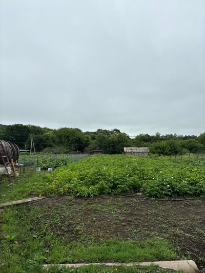 The image depicts a rural scene with a large field of green plants, possibly potatoes, in the foreground and middle ground. There are some white flowers visible among the plants. In the background, there is a dense line of trees and a small wooden structure. To the left, a large metal barrel with a ladder leaning against it is visible, suggesting agricultural activity or storage. The sky is overcast and cloudy. The scene appears to be an agricultural plot or garden in Altynovka, Russia, likely during the daytime. There are no people or animals visible in the image.