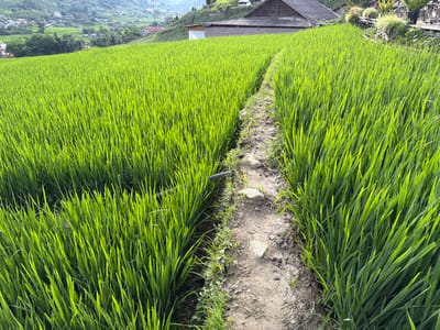 The image captures a lush, vibrant green rice paddy in Tả Van, Vietnam. The foreground is dominated by the dense stalks of rice, illuminated by natural sunlight, creating a visually striking contrast between the bright green of the crop and the earthy tones of the narrow path winding through it. The path itself is made of dirt and small stones, with sparse patches of grass growing along its edges. A black pipe runs along the left side of the path, disappearing into the rice stalks. In the mid-ground, a traditional-style building with a dark, tiled roof is visible, nestled amongst the terraced fields. Beyond the building, the landscape slopes upwards, revealing more terraced fields and scattered houses, characteristic of the mountainous region of Tả Van. The overall scene depicts a serene and fertile agricultural landscape, highlighting the natural beauty and traditional way of life in the area.