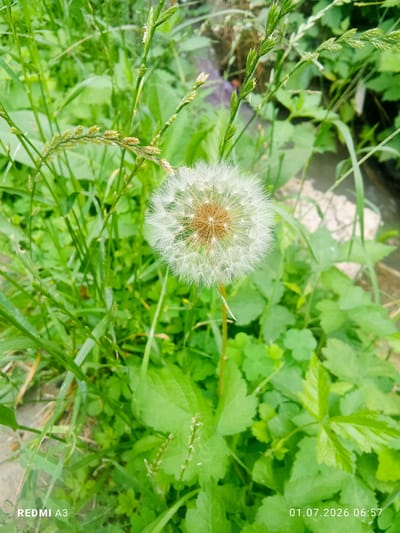A close-up, eye-level shot features a dandelion seed head in the center, surrounded by lush green grass and foliage. The dandelion's fluffy white pappus is clearly visible against a blurred background of various green leaves and stems. Some blades of grass are in sharp focus in the foreground and around the dandelion. The lighting suggests an outdoor, daytime scene. The lower left corner displays the text "REDMI A3" and the lower right corner shows the date "01.07.2026" and time "06:57". The image was taken in Кабиробод, Tajikistan.