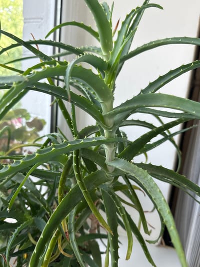 This media file is a close-up, eye-level shot of the fleshy, green leaves of an aloe vera plant. The leaves are long, pointed, and have small, sharp teeth along their edges, with a slightly lighter green or yellowish hue at the tips. Some of the leaves are curled or bent, creating a dense, somewhat chaotic arrangement.
The background is out of focus, but appears to be an indoor setting with a window. Through the window, hints of greenery and a brick-like texture can be seen, suggesting an outdoor environment with natural light. Above the plant, horizontal lines are visible, possibly indicating blinds or a shelf. The overall lighting suggests it is daytime.
There is no text visible in the image. The focus is solely on the texture, form, and color of the aloe vera plant. The scene is calm and static, with no discernible activity. The location context provided is Rudamina, Lithuania.