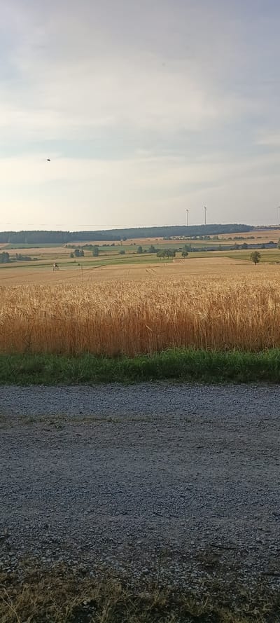 An aerial view captures a vast, golden wheat field stretching across a rural landscape. The field is bordered by a strip of green grass and a gravel path in the foreground. In the distance, a dense forest forms a dark line against the horizon. Beyond the forest, several wind turbines stand tall, their blades rotating in the breeze. A solitary tree stands in the middle ground, adding a touch of green to the predominantly golden and green scenery. The sky above is a pale blue, with wispy clouds that suggest a bright, clear day. A small helicopter is visible in the upper left portion of the sky.
