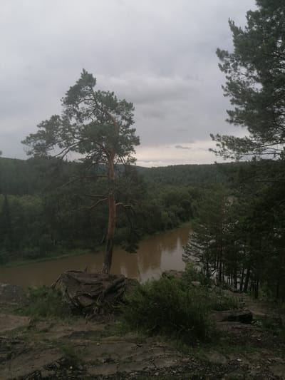 This media file depicts an overcast, tranquil landscape. The scene is dominated by a dense, dark green forest that stretches across rolling hills, with a calm, muddy river winding through the valley. In the foreground, a prominent pine tree with exposed roots grows from a rocky outcrop, its branches reaching towards the sky. The weather appears to be cloudy and possibly damp, contributing to a subdued and natural atmosphere. The time of day is indeterminate, but the overcast sky suggests it is likely daytime, with diffused light. The location cues, along with the dense coniferous forest and river, are consistent with a natural, possibly remote setting in Lagerevo, Russia. There are no people visible in the image, and the overall mood conveyed is one of quiet, undisturbed nature. The focus is on the natural elements and the serene, somewhat melancholic beauty of the landscape under a cloudy sky.