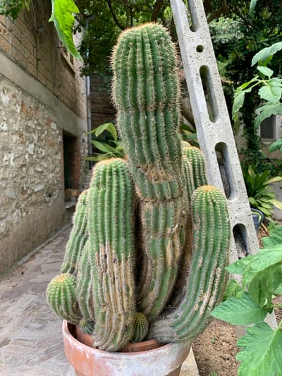 This image features a close-up of a potted cactus plant in an outdoor setting, likely in San Quirico d'Orcia, Italy. The cactus is large and appears to be a cluster of several ribbed stems, covered in numerous small, sharp spines. Some of the stems show signs of aging with yellowing and browning, while others are a vibrant green. Small, new growths are also visible. The cactus is planted in a terracotta pot, which is partially visible on the right side of the frame.

In the background, elements of the environment are visible. A grey, concrete block with rectangular and circular openings rests horizontally above and behind the cactus. Beyond this, there are green leafy plants, suggesting a garden or natural setting. Further in the distance, a textured stone wall or building can be seen, and some wooden fencing or structures are also present. The overall impression is a sunny, outdoor day, possibly in a garden or courtyard. There are no people visible in the image.