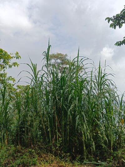 A dense thicket of tall, green grass dominates the foreground, obscuring much of the ground. Behind the grass, scattered trees with leafy green foliage peek through. The sky is overcast with soft, grey clouds. The scene appears to be captured on a hillside or elevated area, with glimpses of a hazy horizon suggesting a distant view. The overall impression is one of lush, natural growth in a cloudy, perhaps rural, setting.