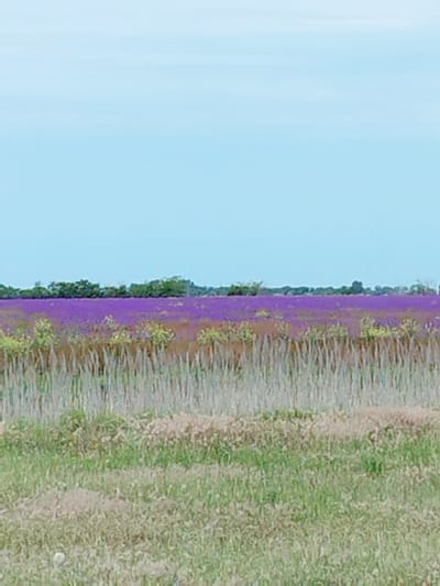 The image depicts an open-air landscape in Prymorske, Ukraine, under a clear, light blue sky that occupies the upper third of the frame. A distant, dense line of dark green deciduous trees or large bushes forms the horizon. Immediately below this, a vast, horizontal field of vibrant purple flowers, likely lavender, extends across the mid-background. In front of the purple field, a transitional area shows a mix of shorter, light brown and greenish vegetation. The lower mid-ground features a prominent band of tall, slender, vertically oriented grasses or reeds, primarily light tan and brown in color, forming a dense, textured layer. The immediate foreground, covering the bottom quarter of the image, consists of a mixture of shorter green and brown grasses and low-lying plants. No human figures, animals, or man-made structures are discernible within the frame. The scene presents a static natural or agricultural environment during daylight hours.