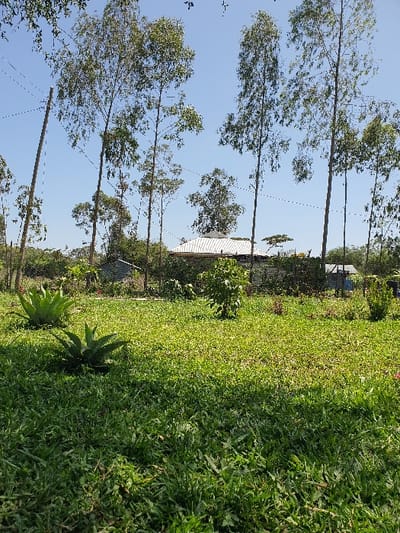 The scene depicts an outdoor environment in Kobura ward, Kenya, under a clear, light blue sky. The foreground is dominated by unevenly cut, lush green grass. Two large, agave-like succulent plants, dark green in color, are prominently positioned in the mid-left, casting distinct shadows to their right. Further back, a dense line of tall, slender trees with light green foliage, consistent with Eucalyptus species, rise vertically, partially obscuring the background. A single-story building with a light-colored, possibly corrugated metal, sloped roof is visible through and above the trees in the background. A dark, linear feature, potentially a fence or dense low vegetation, separates the grassy foreground from the area immediately surrounding the building. On the far left, a thin wooden utility pole is present, with faint overhead lines extending across the sky. No human figures or animals are visible. The scene is illuminated by natural sunlight.