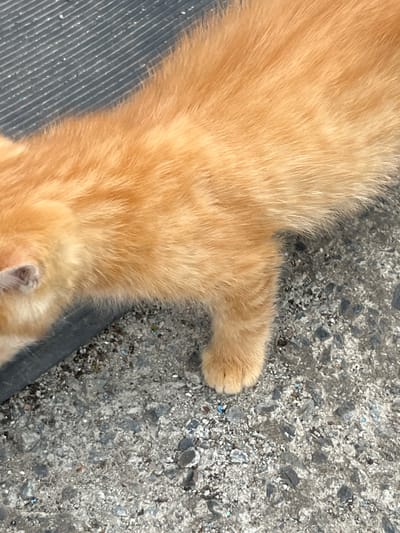 A close-up, high-angle view depicts the upper body of an orange tabby cat, positioned diagonally across the frame from left to right, in the city of Poltavka, Ukraine. The cat's dense fur is a uniform ginger color, and its head is slightly lowered, suggesting it is sniffing or observing the ground. Its right front paw is clearly visible, resting on a rough, light grey concrete or asphalt surface that dominates the lower and right portions of the image. This ground is composed of various sizes of dark and light aggregate, with scattered small, bright blue particles. The upper left quadrant of the image features a dark grey or black corrugated surface, likely a rubber mat, displaying distinct parallel ridges and some light debris. A sharp, dark line separates this textured material from the rough concrete ground.