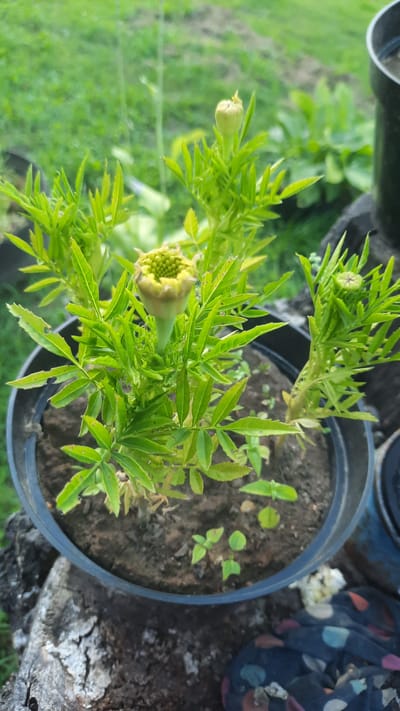 The image shows a close-up of a marigold plant in a black pot, with several buds and one flower beginning to open. The plant has green, serrated leaves. The pot is placed outdoors, with a blurred background of green grass and other plants, suggesting a garden setting. Some parts of the leaves appear to have small holes, possibly from insect damage. The pot itself is situated on a weathered wooden surface, with a dark, patterned fabric visible at the bottom right of the frame. The lighting suggests it is daytime, possibly overcast. The scene is likely located in a residential area or garden in Славенскі сельскі Савет, Belarus. There are no people or animals visible in the image.