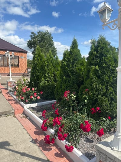The image depicts a sunlit outdoor scene featuring a meticulously maintained flower bed. The foreground is dominated by a profusion of vibrant red roses, their blooms clustered densely, with some trailing down towards the brick pathway. Adjacent to the roses are several tall, conical evergreen trees, their dark green foliage creating a stark contrast. A white decorative lamppost stands prominently on the right side of the frame, partially obscuring one of the evergreen trees. Behind the flower bed and trees, a brick building with a dark roof is visible. A street lamp with multiple lights is affixed to the front of the building, near a window. The ground is a mix of asphalt and red brick paving, with small green shoots emerging from crevices. The sky above is a brilliant blue, dotted with fluffy white clouds, suggesting a clear and pleasant day. The overall impression is one of a well-kept urban or suburban garden setting in Arkadak, Russia, with an emphasis on decorative landscaping and architectural elements.
