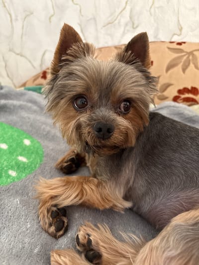 A Yorkshire Terrier dog lies on a gray blanket with a green and white mushroom pattern. The dog's fur is a mix of gray and tan. Its paws are visible, with dark pads and lighter fur. In the background, there is a beige pillow with a floral pattern. The scene is indoors, likely on a bed or couch. There is no information or visual evidence to suggest the location is the city of Asipovichy, Belarus.