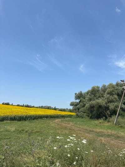 A bright, sunny day is depicted in Piscărești, Moldova, featuring a vast field of yellow sunflowers stretching across the landscape. The sunflowers are densely planted, creating a vibrant yellow expanse that dominates the left side of the image. A dirt path, likely a rural road, winds through a grassy field in the foreground. To the right of the sunflower field, a cluster of large, leafy green trees forms a natural border. A utility pole, positioned on the right edge of the frame, stands tall with wires extending across the sky. The sky is a clear, pale blue with wispy white clouds scattered across it. The overall scene conveys a sense of rural tranquility and natural beauty under a summer sky.