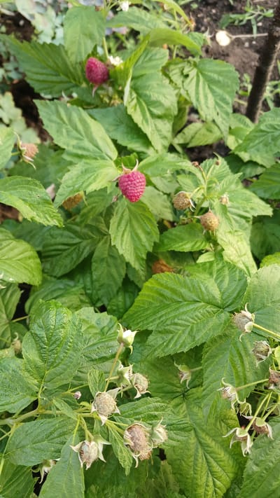 The image shows a close-up view of a raspberry bush. The bush is laden with green leaves, and several raspberries are visible. One raspberry is ripe and bright red, while others are in various stages of development, appearing green or partially red. Some dried flower remnants and small green buds are also present on the branches. The background is softly blurred, suggesting an outdoor setting with soil and possibly other vegetation. The scene appears to be a garden or a natural outdoor environment in Monastyryska, Ukraine. There are no people or animals visible in the image.
