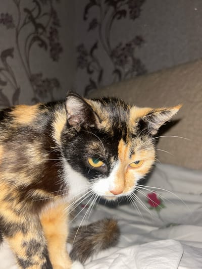 This is a close-up, eye-level shot of a calico cat resting on a patterned surface, likely a bed or blanket, in Labinsk, Russia. The cat is facing to the right of the frame, with its head tilted upwards, appearing to look at something off-camera. The cat's fur displays a characteristic tortoiseshell pattern of black, orange, and white patches. Its eyes are a striking yellow-green. Prominent white whiskers fan out from its muzzle.
The background is softly blurred, but hints of a dark, patterned fabric, possibly wallpaper or bedding with a floral or swirling design, are visible on the left. To the right, white fabric, possibly a duvet or pillowcase, with a faint floral print is also visible. The lighting suggests an indoor setting, possibly during the day or with artificial lighting. No people are visible in the image. The cat appears relaxed, with its ears perked and whiskers extended, suggesting alertness to its surroundings. The overall mood is calm and intimate, focusing on the feline subject. There is no visible text in the image.