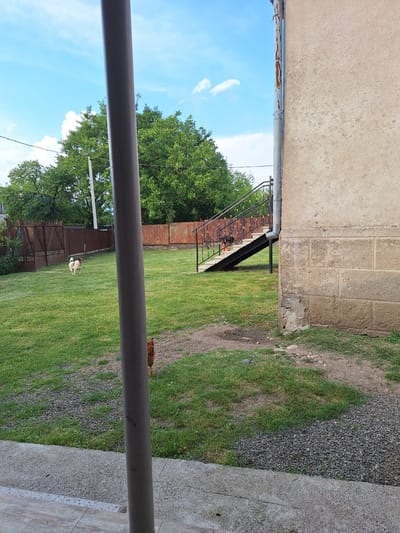 In Zeda Sazano, Georgia, a medium-sized, light-colored dog with dark patches is standing on a grassy yard. Adjacent to the yard, a weathered concrete structure with large, rough-hewn stone blocks is visible. A metal downspout, stained with reddish-brown rust marks, runs vertically along the side of the structure. A dark metal staircase with decorative railings ascends from the yard towards the structure. A hen with brown feathers is foraging on the ground near the edge of the yard. The sky above is blue with scattered white clouds.