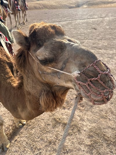 A medium, close-up shot shows the head and neck of a camel in Sidi Badhaj, Morocco. The camel wears a net-like head covering made of woven rope. A coarse rope lead is attached to this head covering. The camel's fur is light brown. The background is beige gravel. More camels with saddles can be seen blurred in the background.