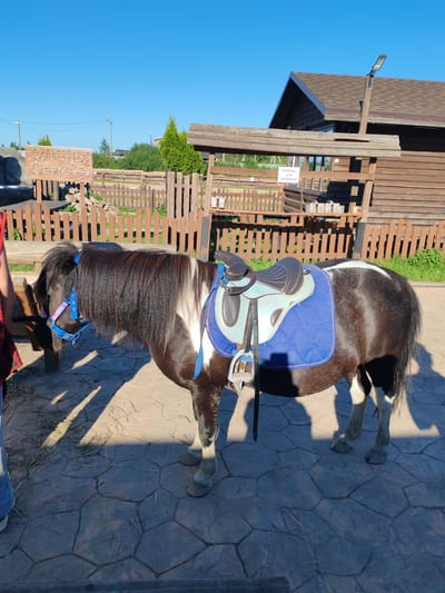 A dark brown and white pony is standing in profile on a paved area under a clear blue sky. The pony is wearing a blue saddle pad and a light blue and brown saddle. A blue halter with pink accents is on the pony's head. A wooden fence is behind the pony, and a rustic wooden building is to the right. A sign with Cyrillic text "ОЛЕНЬЯ ФЕРМА" and an arrow pointing right is visible in the background. Another sign with Cyrillic text "ПОЛОЧКА ДЛЯ КОРЗИНОК" is also visible. The ground is paved with large, irregularly shaped stones. Sunlight casts shadows from the pony and other objects onto the ground. A person's legs, wearing blue jeans, are visible on the left side of the frame. The location is identified as the "Deer Farm" in Lukashi, Russia.