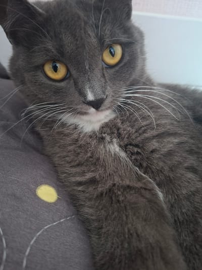 A close-up, eye-level shot focuses on the face and chest of a dark gray cat with bright yellow eyes. The cat is lying on a dark gray surface with a faint yellow circular pattern and some white stitching. Its fur appears soft and slightly fluffy. The background is a blur of light colors, suggesting an indoor setting. The cat's gaze is directed towards the camera. The image does not provide any information that can be used to determine its location in Dzyarzhynsk, Belarus.