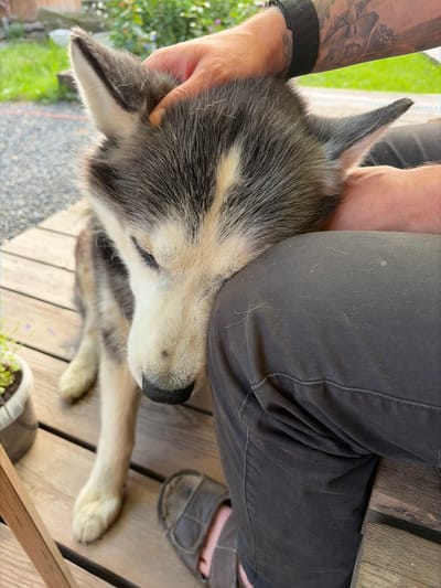 A person's arms and legs are visible, holding a dog. The dog is a husky with gray and white fur, lying down with its head resting on the person's lap. The scene appears to be outdoors on a wooden deck, with greenery and a gravel path visible in the background. The person is wearing dark pants and a watch on their left wrist. The dog's paws are also visible, along with a pair of sandals on the person's feet. The lighting suggests it is daytime, and the overall mood seems relaxed and affectionate. There is no visible text in the image. The location context is Северка, Russia.