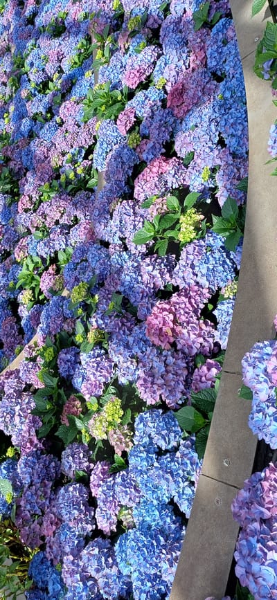 The image is a close-up, high-angle shot of a dense planting of hydrangeas. The flowers exhibit a gradient of colors, ranging from deep blues and vibrant purples to softer pinks and a few hints of pale green. The blooms are clustered together, forming large, rounded flower heads that fill the frame. Lush green leaves are interspersed among the flowers, providing a backdrop and contrast. The flowers are arranged along a curved edge, which appears to be a pathway or border, constructed from textured concrete or stone. This border is visible on the right side of the image and runs diagonally. There are no people or animals visible in the scene. The overall impression is one of abundant natural beauty, suggesting a garden or park setting. The image is set in Map Ta Phut, Thailand.
