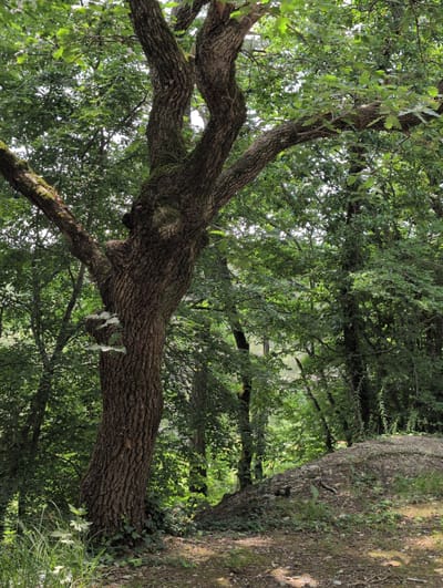 The image captures a dense forest scene, likely located in Dzhankhot, Russia, with lush green foliage dominating the frame. The foreground features the textured bark of a large, gnarled tree, its branches reaching upwards and outwards, partially obscuring the sky. Moss can be seen clinging to some of the tree's limbs. To the right, a mound of small stones and dirt is visible, covered with scattered greenery. The background consists of a dense wall of trees and undergrowth, with dappled sunlight filtering through the leaves, creating pockets of light and shadow. The overall impression is one of a wild, untouched natural environment.