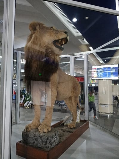A full-body taxidermied adult male lion is centrally displayed within a clear glass enclosure inside the terminal building of Robert Gabriel Mugabe International Airport, Harare, Zimbabwe. The lion stands with its head turned slightly to the right, mouth open in an apparent roar, revealing its teeth. It possesses a prominent dark brown mane and a light brown body. The exhibit rests on an artificial rock formation, mounted on a rectangular dark brown wooden plinth.

The background, visible through the glass enclosure, depicts a modern airport interior featuring polished light gray flooring and a structured ceiling with white panels, recessed lighting, and dark architectural accents. To the right of the exhibit, a large digital flight information display screen is visible, presenting multiple lines of text. Adjacent to the screen stands a white cylindrical column with horizontal chrome bands. A blurred individual wearing a bright green top, dark trousers, and multi-colored shoes is captured in motion, walking or running towards the right side of the frame, past the column. Reflections on the glass partially obscure the background on the left, where faint outlines of a decorated Christmas tree and other display items are discernible.