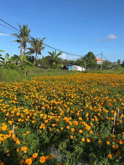 The image depicts a field of orange marigolds in Banjarangkan, Indonesia, with lush green foliage. The field stretches into the distance, meeting a line of trees and buildings. The sky is a clear blue with a few wispy clouds. Power lines run across the scene. Palm trees are visible on the left side of the image, adding to the tropical environment.