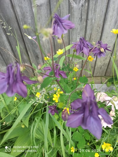 This is a close-up, low-angle, outdoor photograph of a cluster of purple columbine flowers and small yellow buttercups. The flowers are in various stages of bloom and are set against a backdrop of weathered, gray wooden planks. Green foliage, including broad leaves and thin blades of grass, surrounds the flowers. The image is slightly blurred due to the shallow depth of field. In the lower right corner, a timestamp indicates "29.06.2026 11:09". In the lower left corner, a watermark reads "REDMI NOTE 8 PRO AI QUAD CAMERA". The setting appears to be a garden or natural area, and the wooden planks suggest a fence or wall. The photograph was taken in the city of Sovetskiy, Russia. There are no people or discernible actions captured in the image.